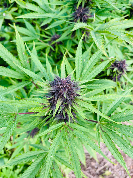 Mazzal Kush Millésime : CBD 8.5% / THC < 0.3% - Cette Bonne Détente ! Le Chanvre par Excellence