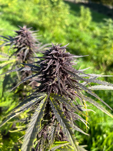 Sapphire Kush Millésime : CBD 8.8% / THC < 0.3% - Cette Bonne Détente ! Le Chanvre par Excellence