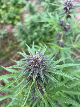 Lemon Buddha Millésime : CBD 9.9% / THC < 0.3% - Cette Bonne Détente ! Le Chanvre par Excellence