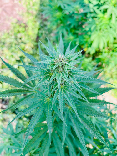 Orange Buddha : CBD 9.9% / THC < 0.3% - Cette Bonne Détente ! Le Chanvre par Excellence