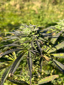 Orange Buddha : CBD 8.5% / THC < 0.3%