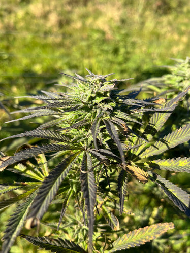 Orange Buddha : CBD 8.5% / THC < 0.3%