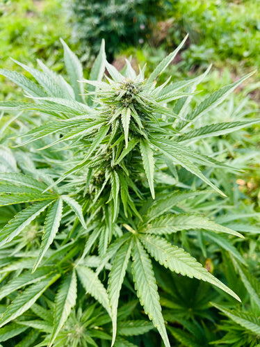 Mazzal Kush : CBD 8.5% / THC < 0.3% - Cette Bonne Détente ! Le Chanvre par Excellence