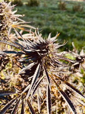 Poncirus Song Millésime : CBD 9.1% / THC < 0.3% - Cette Bonne Détente ! Le Chanvre par Excellence