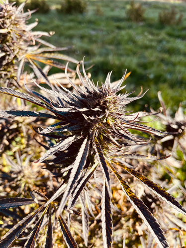 Poncirus Song Millésime : CBD 9.1% / THC < 0.3% - Cette Bonne Détente ! Le Chanvre par Excellence