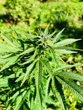 Peach Buddha : CBD 9.9% / THC < 0.3% - Cette Bonne Détente ! Le Chanvre par Excellence