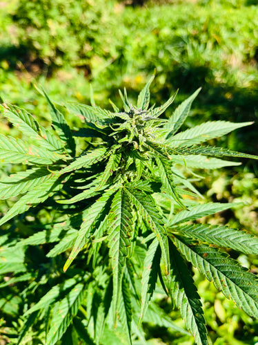 Peach Buddha : CBD 9.9% / THC < 0.3% - Cette Bonne Détente ! Le Chanvre par Excellence