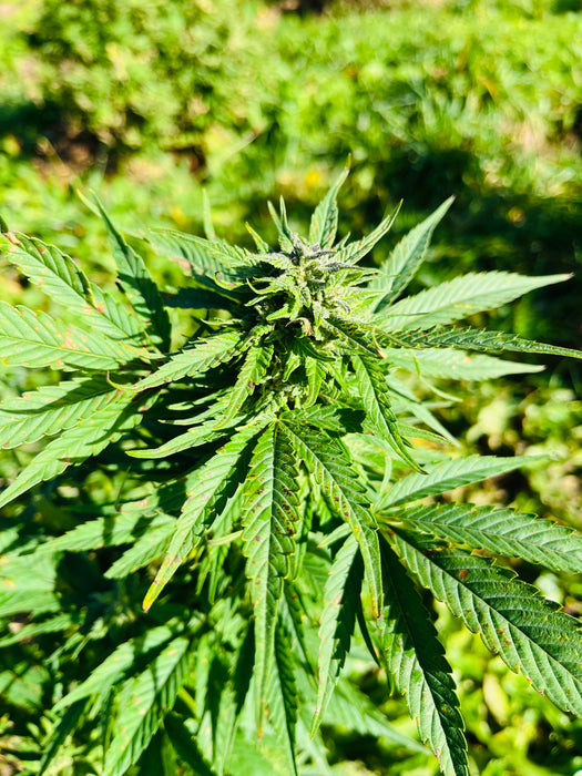 Peach Buddha : CBD 9.9% / THC < 0.3% - Cette Bonne Détente ! Le Chanvre par Excellence