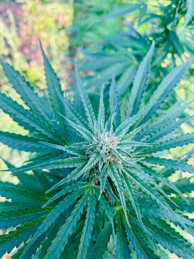 Bubble Meadows : CBD 8.5% / THC < 0.3% - Cette Bonne Détente ! Le Chanvre par Excellence