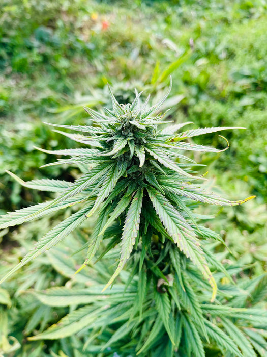 Lemon Buddha : CBD 9.9% / THC < 0.3% - Cette Bonne Détente ! Le Chanvre par Excellence