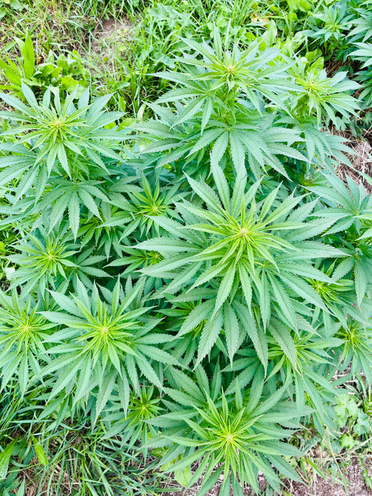 Lavendula CBG : CBG 9.4% / THC < 0.3% - Cette Bonne Détente ! Le Chanvre par Excellence