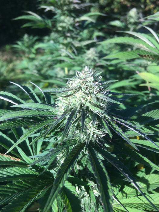 Berry Buddha : CBD 7.5% / THC < 0.3% - Cette Bonne Détente ! Le Chanvre par Excellence