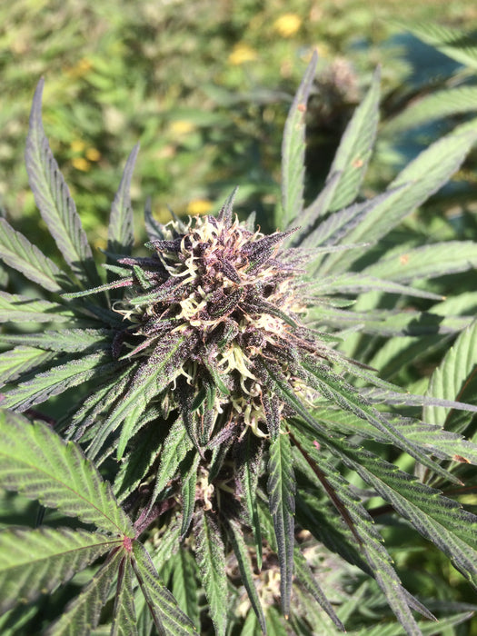 Sapphire Kush : CBD 6.3% / THC < 0.3% - Cette Bonne Détente ! Le Chanvre par Excellence