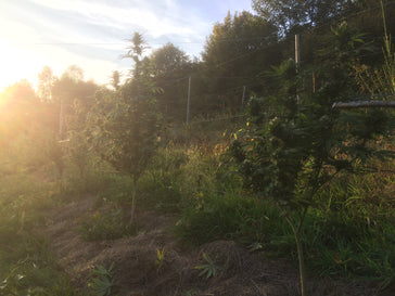 La Douceur Palissée - Cette Bonne Détente ! Le Chanvre par Excellence