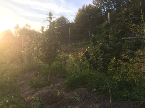 La Douceur Palissée - Cette Bonne Détente ! Le Chanvre par Excellence