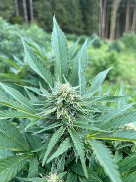 Shivas Dance : CBD 9.8% / THC < 0.3% - Cette Bonne Détente ! Le Chanvre par Excellence