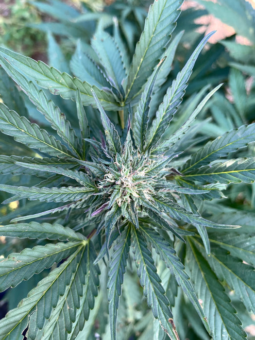 Kighlander : CBD 9.8% / THC < 0.3% - Cette Bonne Détente ! Le Chanvre par Excellence