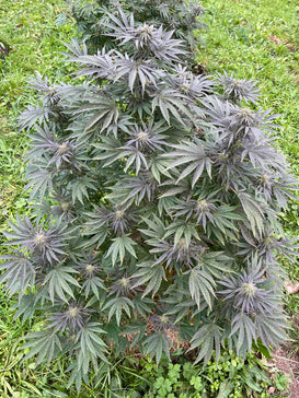 Sapphire Kush : CBD 11% / THC < 0.3% - Cette Bonne Détente ! Le Chanvre par Excellence