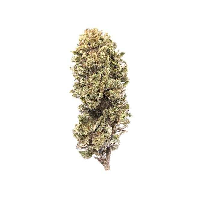 Harlequin : Culture en extérieur - Origine Vosges - CBD 3.9% / THC < 0.3% - Cette Bonne Détente ! Le Chanvre par Excellence