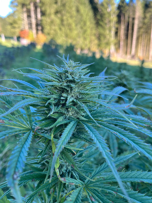 Poncirus Song : CBD 9.3% / THC < 0.3%