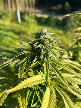 Bubble Meadows : CBD 6.1% / THC < 0.3% - Cette Bonne Détente ! Le Chanvre par Excellence