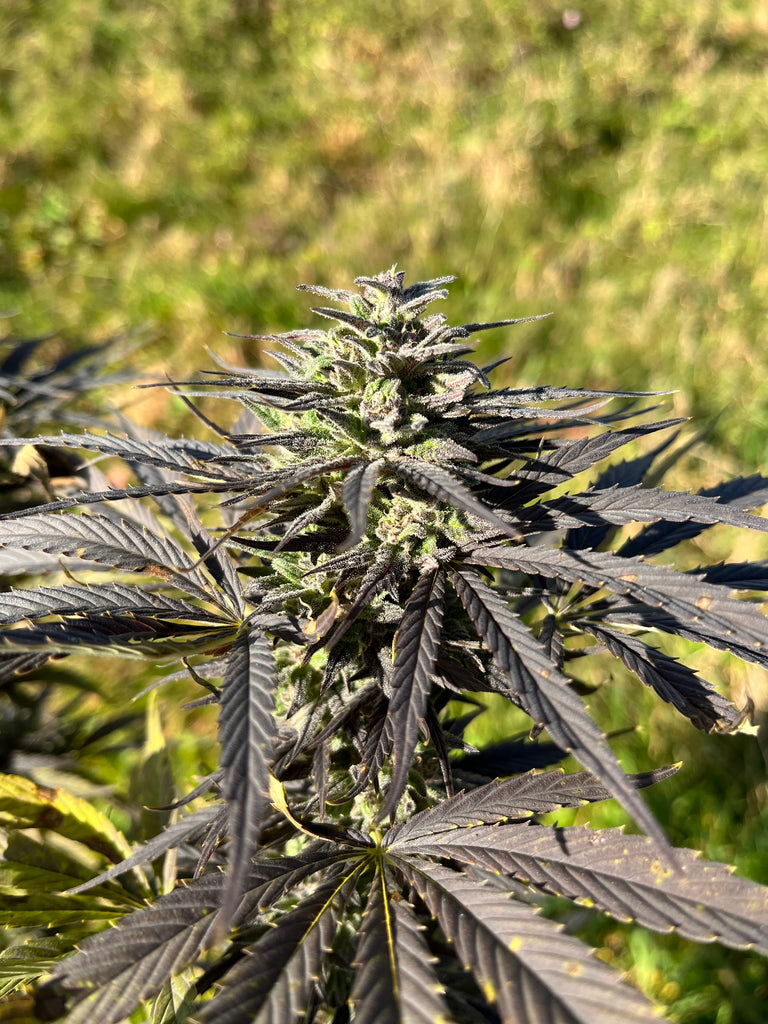 Vosgian OG Millésime : CBD 8.9% / THC < 0.3%