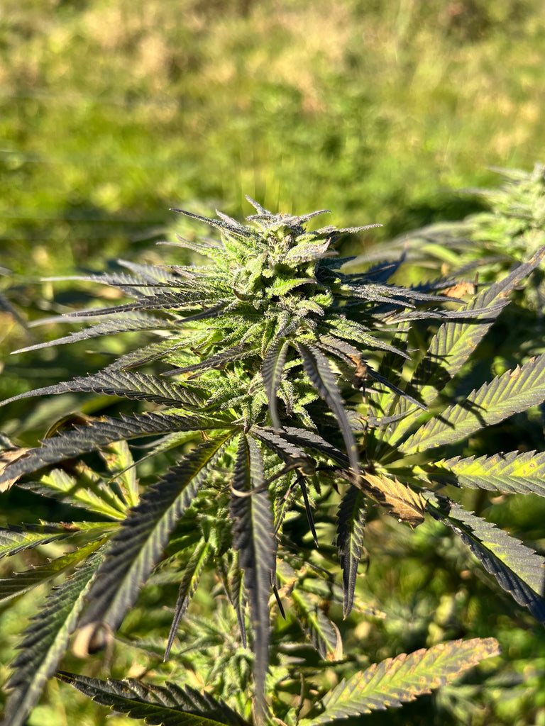 Orange Buddha : CBD 8.5% / THC < 0.3%