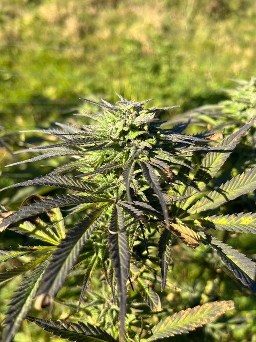 Orange Buddha : CBD 8.5% / THC < 0.3%