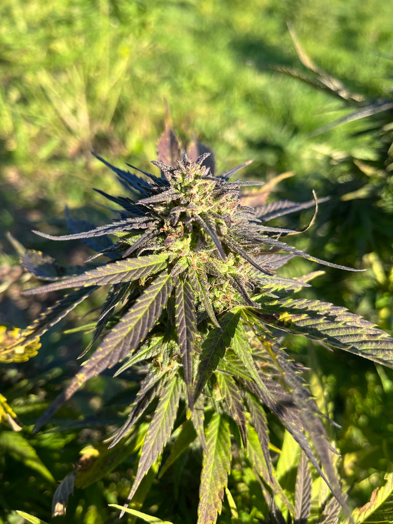 Orange Buddha Millésime : CBD 8.5% / THC < 0.3%