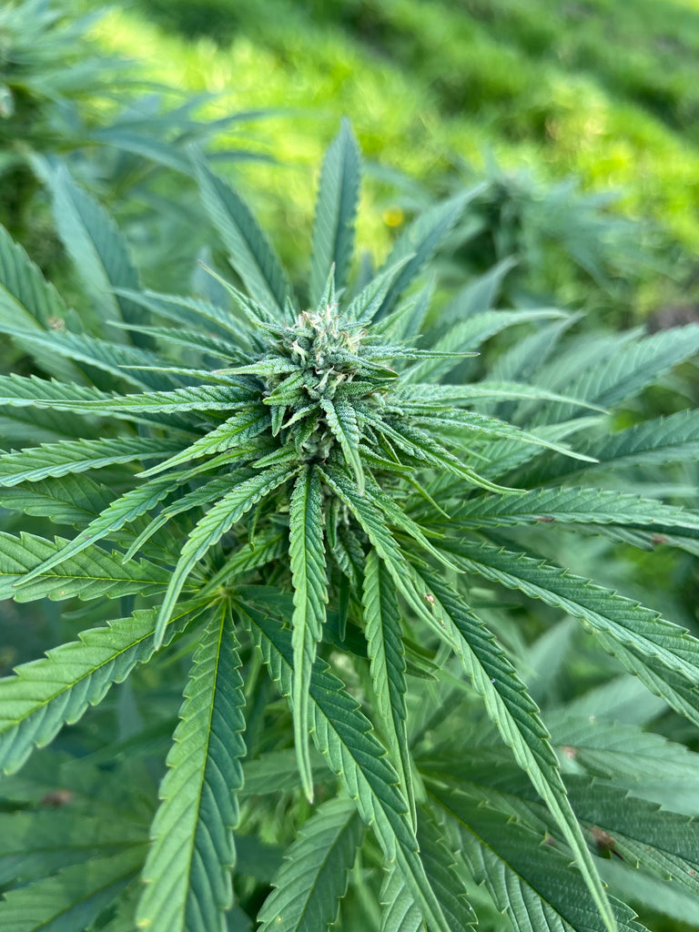 Forest Serenity : CBD 8.9% / CBG 1.4% / THC < 0.3%