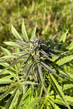 Vosgian OG : CBD 8.9% / THC < 0.3%